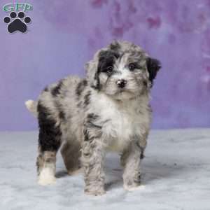 Molly, Mini Bernedoodle Puppy
